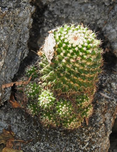 Mammillaria karwinskiana, photographed by Matteo Cassella