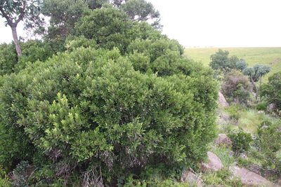 Pterocelastrus echinatus, photographed by Tony Rebelo