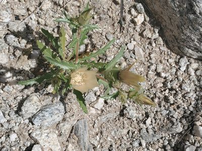 Mentzelia involucrata, photographed by Bob Miller