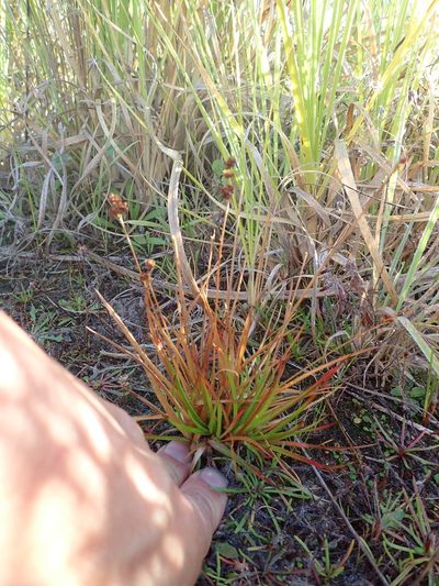 Juncus sonderianus, photographed by Arnim Littek