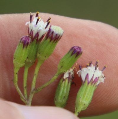 Senecio rhyncholaenus, photographed by Tony Rebelo