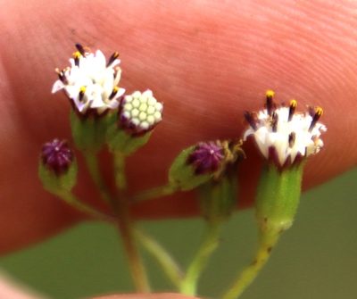 Senecio rhyncholaenus, photographed by Tony Rebelo
