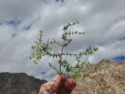 Galium stellatum, photographed by Bob Miller