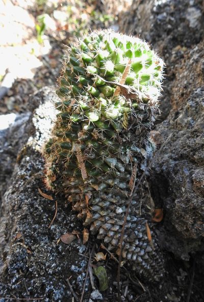 Mammillaria karwinskiana, photographed by Matteo Cassella