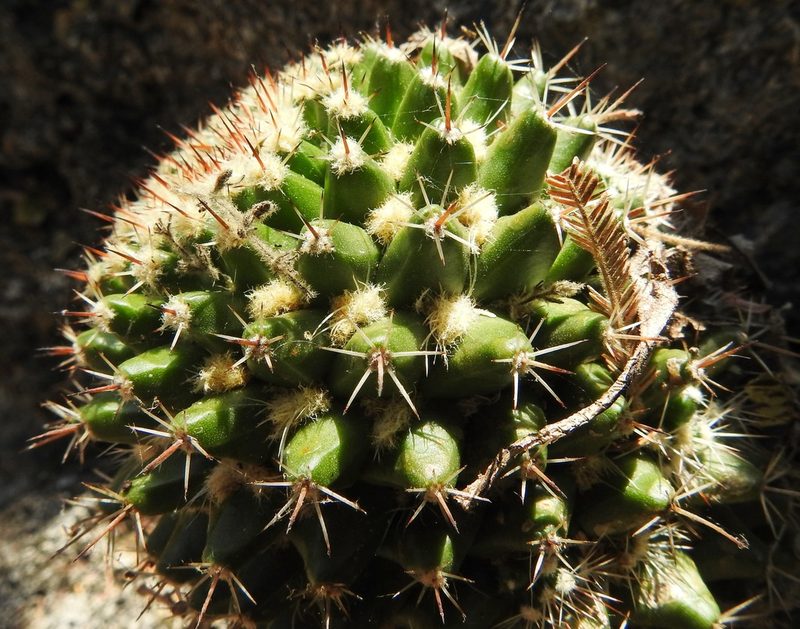 Mammillaria karwinskiana, photographed by Matteo Cassella