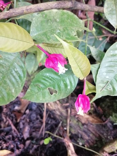 Palicourea ostreophora, photographed by Ferhat Gundogdu
