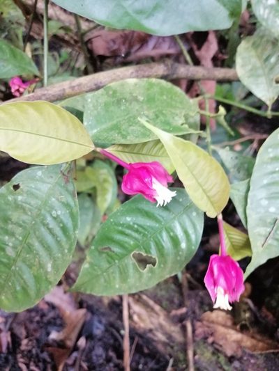 Palicourea ostreophora, photographed by Ferhat Gundogdu