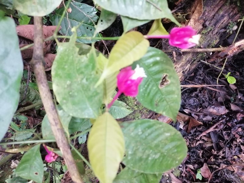 Palicourea ostreophora, photographed by Ferhat Gundogdu