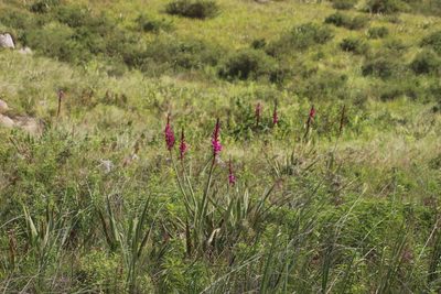 Watsonia pulchra, photographed by Tony Rebelo