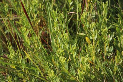 Myrica brevifolia, photographed by Tony Rebelo