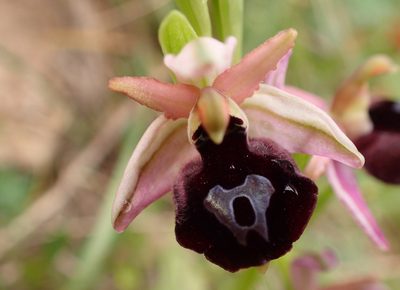 Ophrys ferrum-equinum, photographed by Katerina Kalogerini