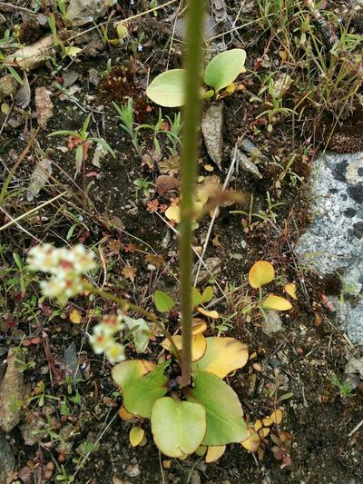 Micranthes fragosa, photographed by Patrick Sowers