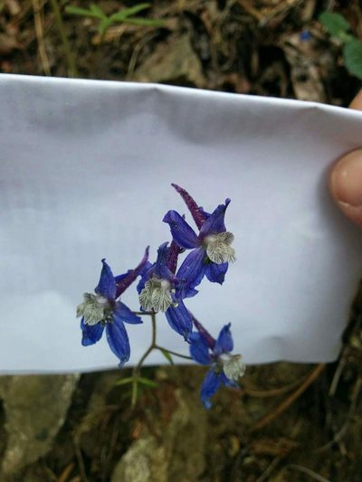 Delphinium lineapetalum, photographed by Patrick Sowers