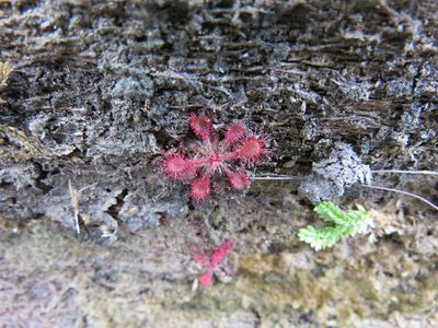 Drosera communis, photographed by Leonardo Bergamini