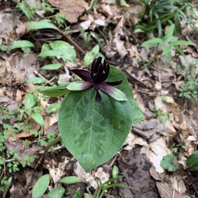 Trillium stamineum, photographed by Neal Kelso