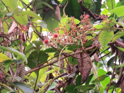 Rubus urticifolius, photographed by Leonardo Bergamini