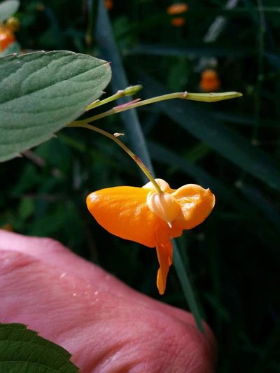 Impatiens ecornuta, photographed by Patrick Sowers