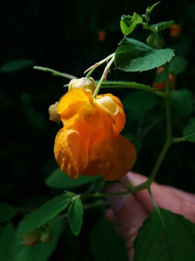 Impatiens ecornuta, photographed by Patrick Sowers