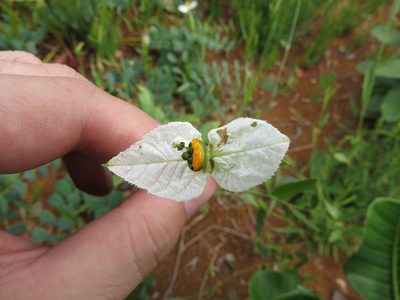 Dalechampia caperonioides, photographed by Leonardo Bergamini