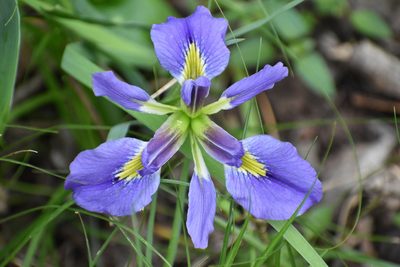 Iris brevicaulis, photographed by alymharmon