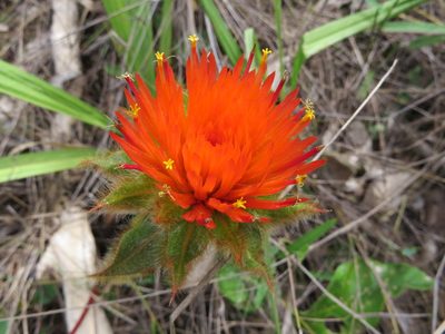 Gomphrena arborescens, photographed by Leonardo Bergamini