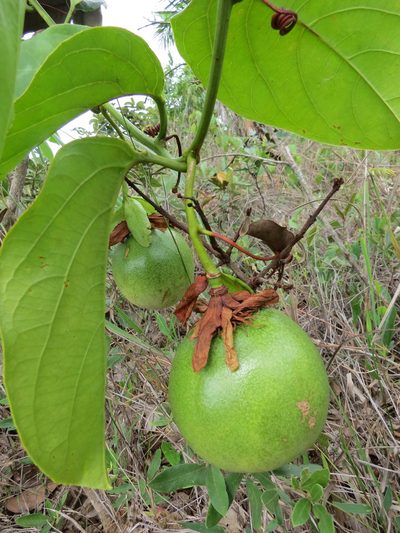 Passiflora nitida, photographed by Leonardo Bergamini