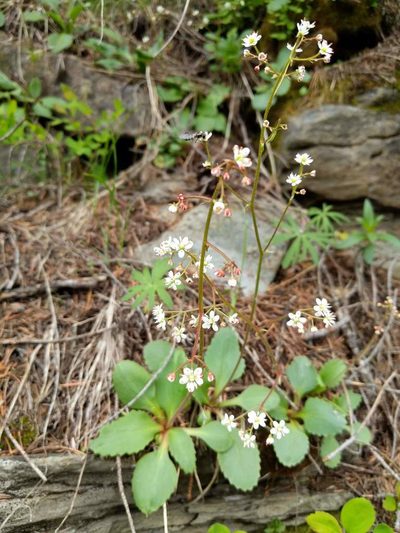 Micranthes idahoensis, photographed by Patrick Sowers