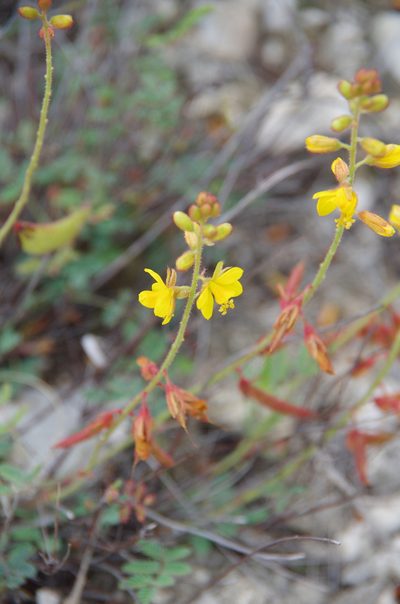 Hoffmannseggia oxycarpa, photographed by Eric Knight