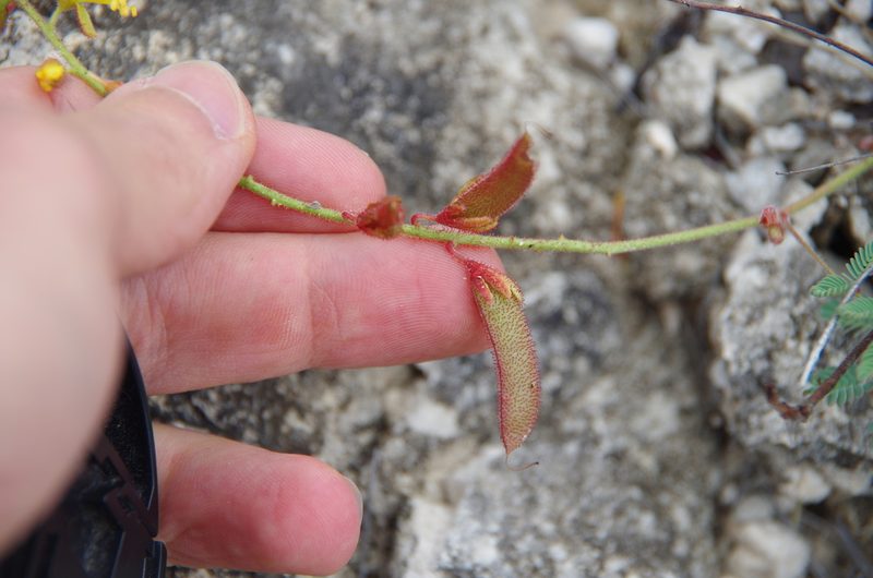 Hoffmannseggia oxycarpa, photographed by Eric Knight