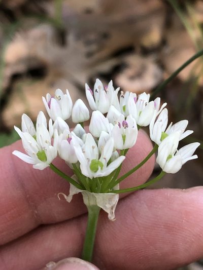 Allium fraseri, photographed by Sam Kieschnick