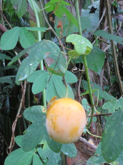 Passiflora tenuifila, photographed by Vincent A. Vos