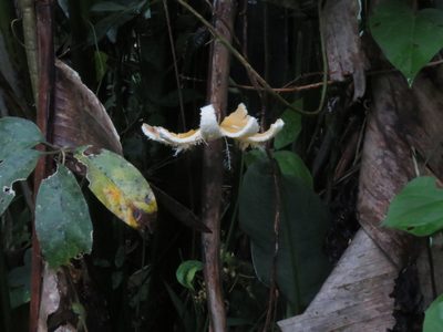 Passiflora tenuifila, photographed by Vincent A. Vos