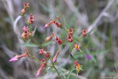 Rhexia cubensis, photographed by Arthur Windsor