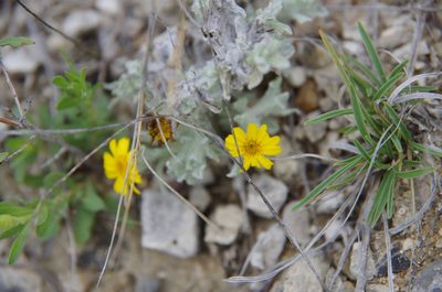 Thymophylla micropoides, photographed by Eric Knight