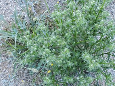 Cryptantha maritima, photographed by Bob Miller