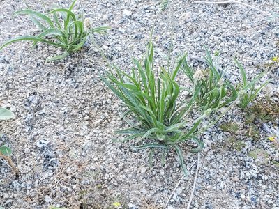 Plantago ovata, photographed by Bob Miller