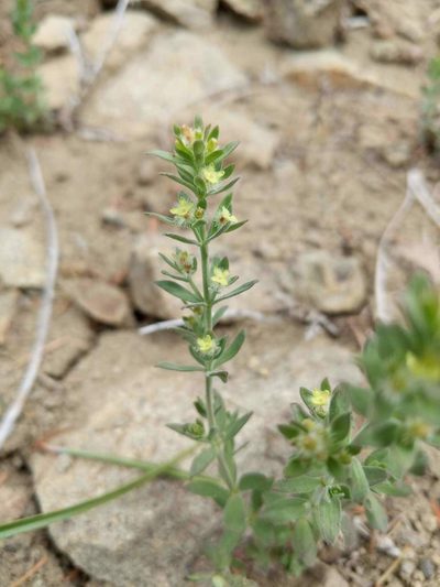 Galium serpenticum, photographed by Patrick Sowers