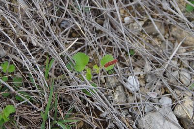 Acalypha monostachya, photographed by Eric Knight