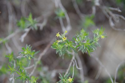 Euploca torreyi, photographed by Eric Knight