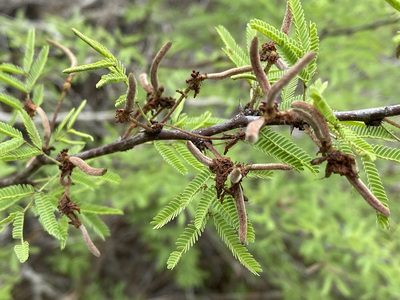 Vachellia bravoensis, photographed by Meghan Cassidy
