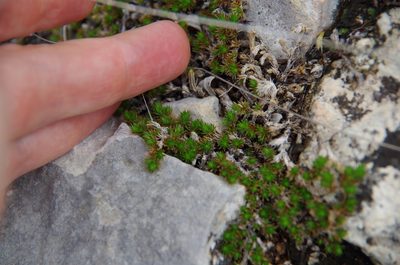 Selaginella wrightii, photographed by Eric Knight