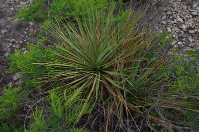 Yucca reverchonii, photographed by Eric Knight