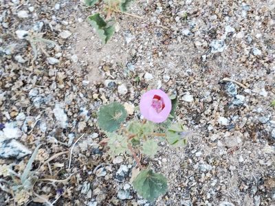 Eremalche rotundifolia, photographed by Bob Miller