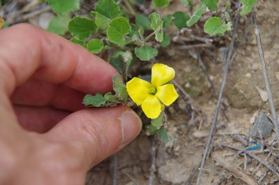 Oxalis dichondrifolia, photographed by Eric Knight