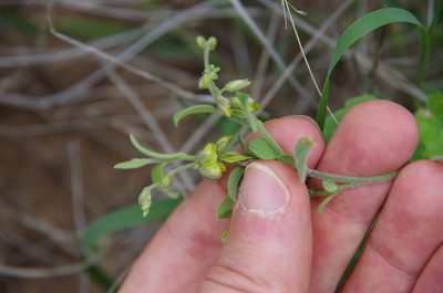 Hebecarpa ovatifolia, photographed by Eric Knight