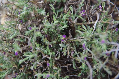 Hebecarpa macradenia, photographed by Eric Knight