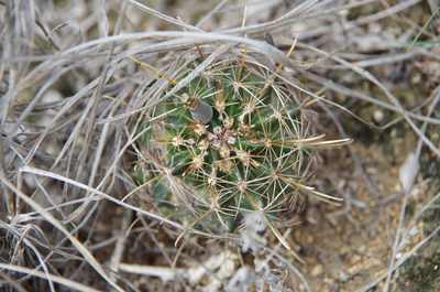 Sclerocactus brevihamatus, photographed by Eric Knight