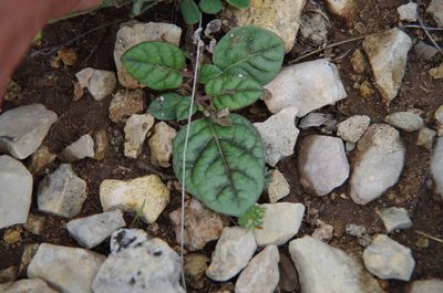 Acleisanthes anisophylla, photographed by Eric Knight