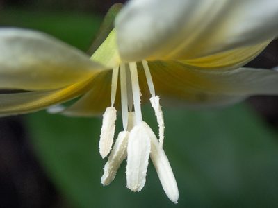 Erythronium californicum, photographed by Don Loarie