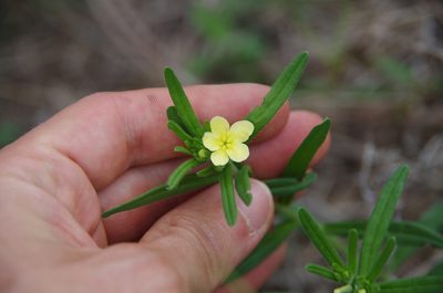 Lithospermum mirabile, photographed by Eric Knight